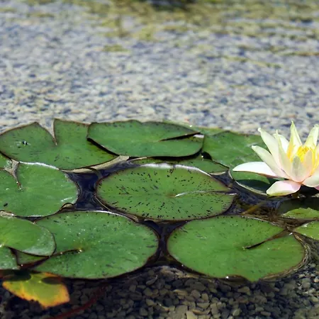 Bed & Breakfast Le Ginestre Massa (Tuscany)