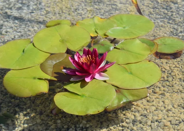 Le Ginestre 4* 마사