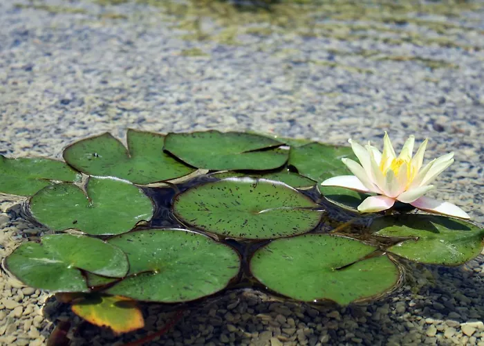 B&B Le Ginestre 마사