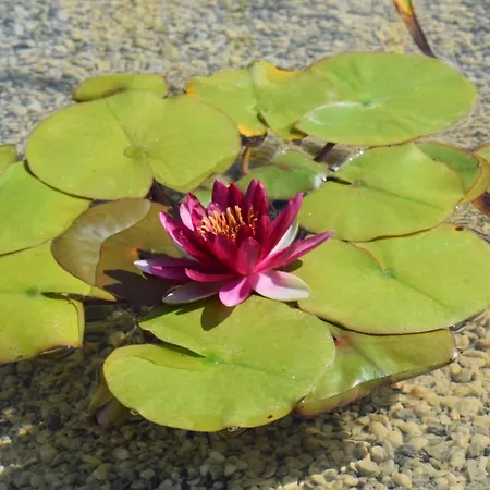 Le Ginestre * Massa